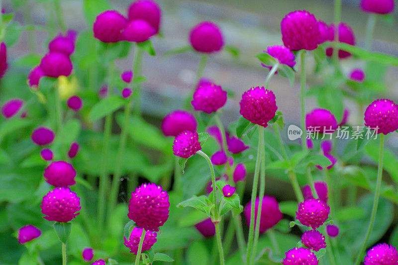 Gomphrena globbosa /全球苋菜花